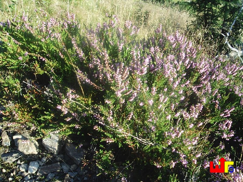 Pflanzenwelt Riesengebirge